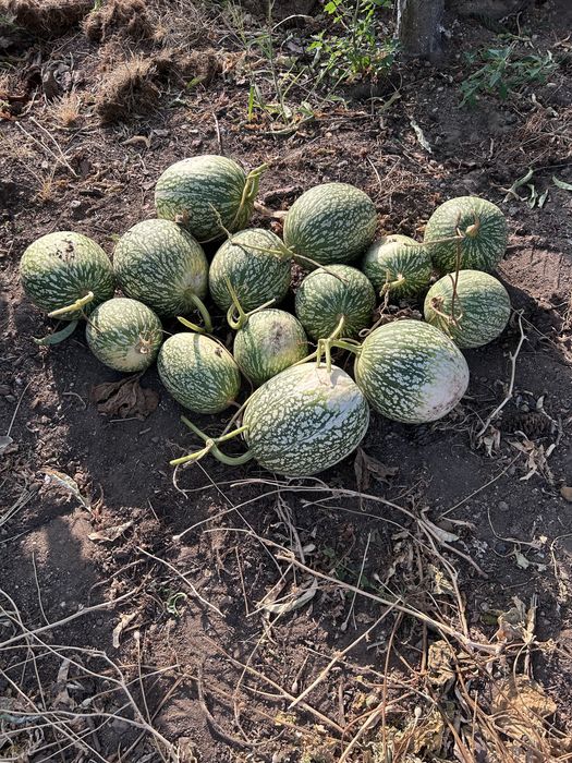 Abobora chila cultivo biologico