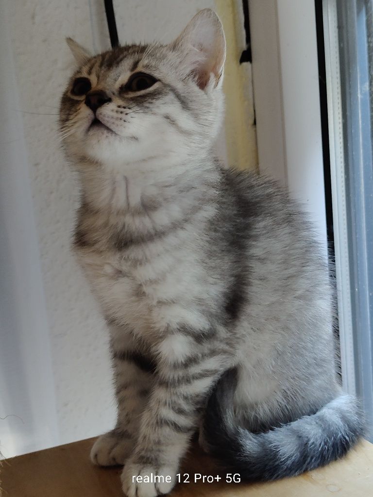 Prześliczny kocurek Brytyjski Silver -Tabby jak z reklamy rodowodowy