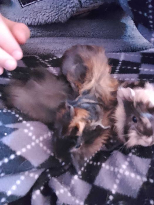 морські свинки у продажі