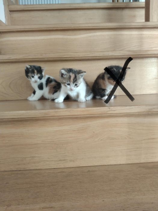 Kotki do adopcji za darmo