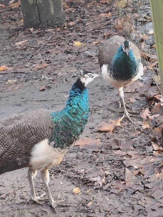 Sprzedam młode  pawie indyjskie