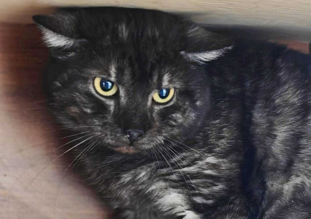 Молоденький котик Мур, 1,5 року, стерилізований чекає на нову родину