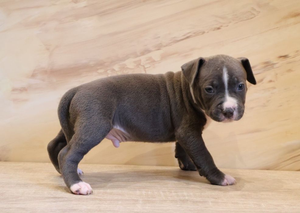 Копії Тата, цуценята Амстаффа.  Можно забирати..