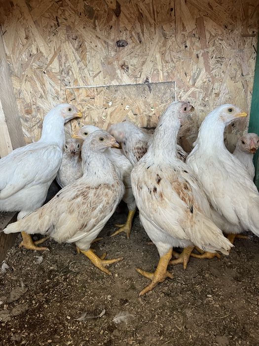 Продам когутів  4 місяці