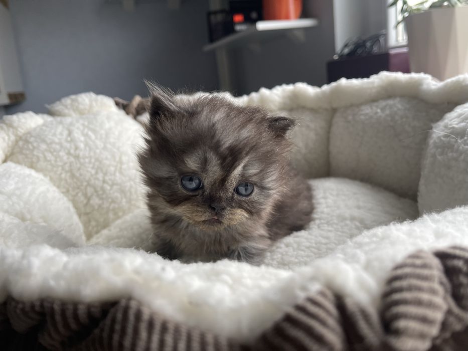 Kot perski pers perskiego persa RODOWÓD samiec