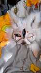 Therian maska Furry Cosplay
