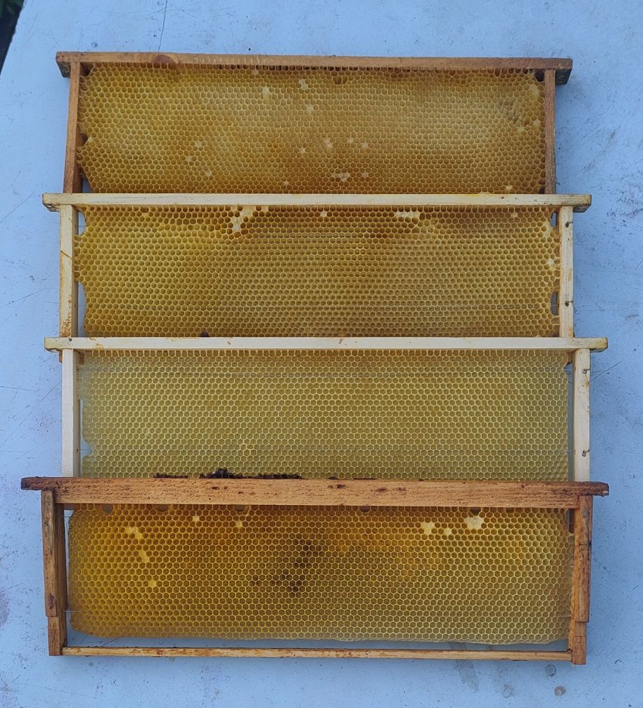 Пчелосемьи на 145-ю рамку