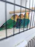 Agapornis Fischeris turquesas