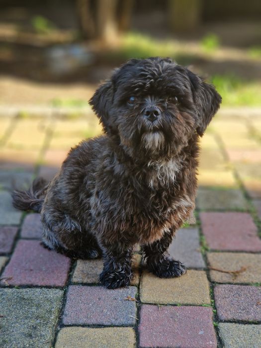 Shih tzu Pieski 2 letnie z rodowodem, czipem