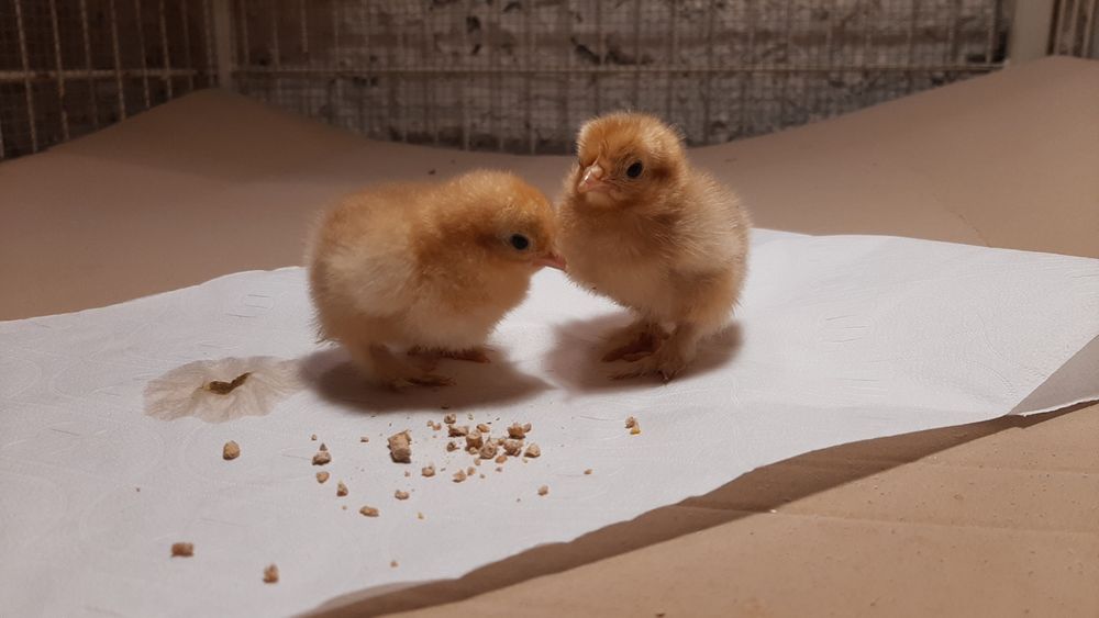 Kurczaki,pisklęta dwudniowe