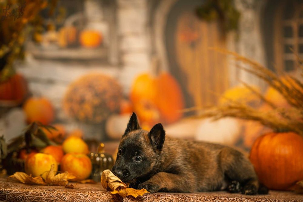 Owczarek Belgijski Malinois suka FCI