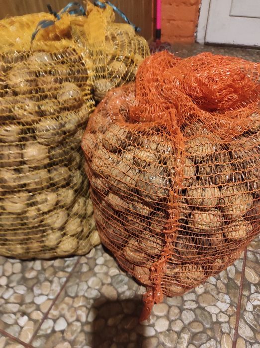 Sprzedam orzechy włoskie Jacki