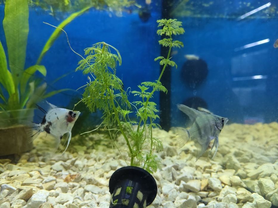 Escalares  pterophyllum scalare