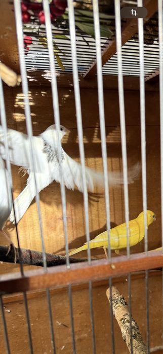 Клетки для канареек и …