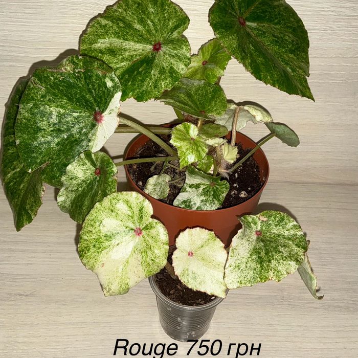 Бегоніі кейн,  багато різних сортів