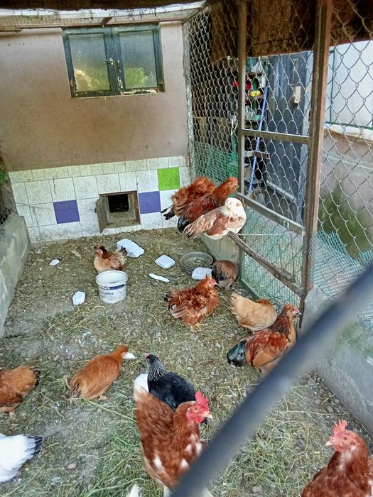 Карликові кури різних вікових від місяця до року.
