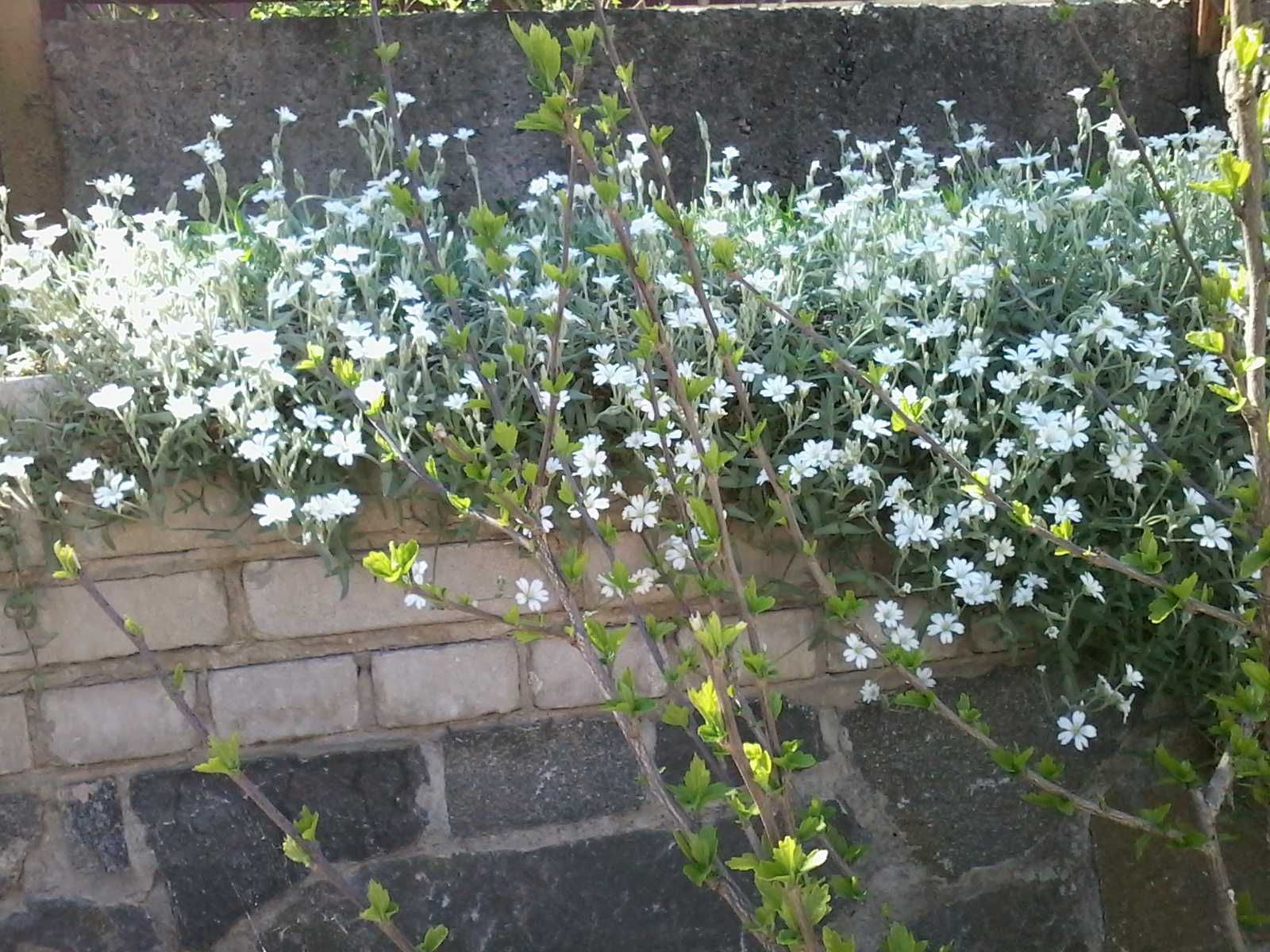 Многолетние цветы