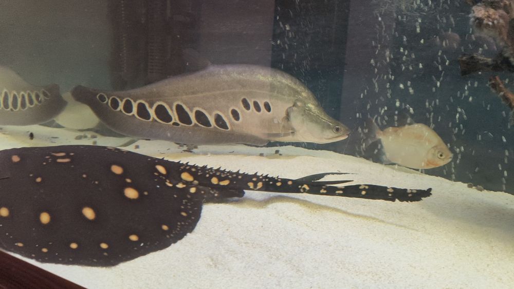 Продаж акваріумної риби