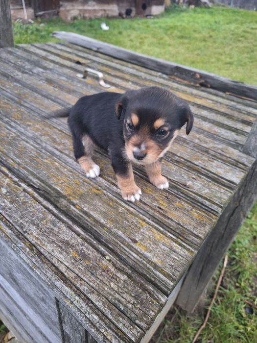 Sucka do oddania. Gotowa do odbioru.