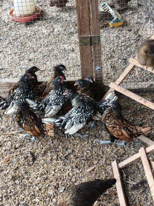 Kury sebrytki z 2025r