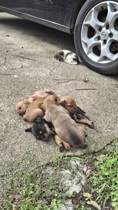 Dá-se cafezinhos bebés