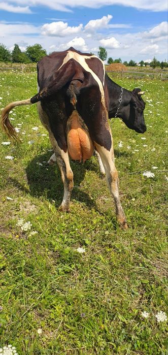 Продам породисту корову