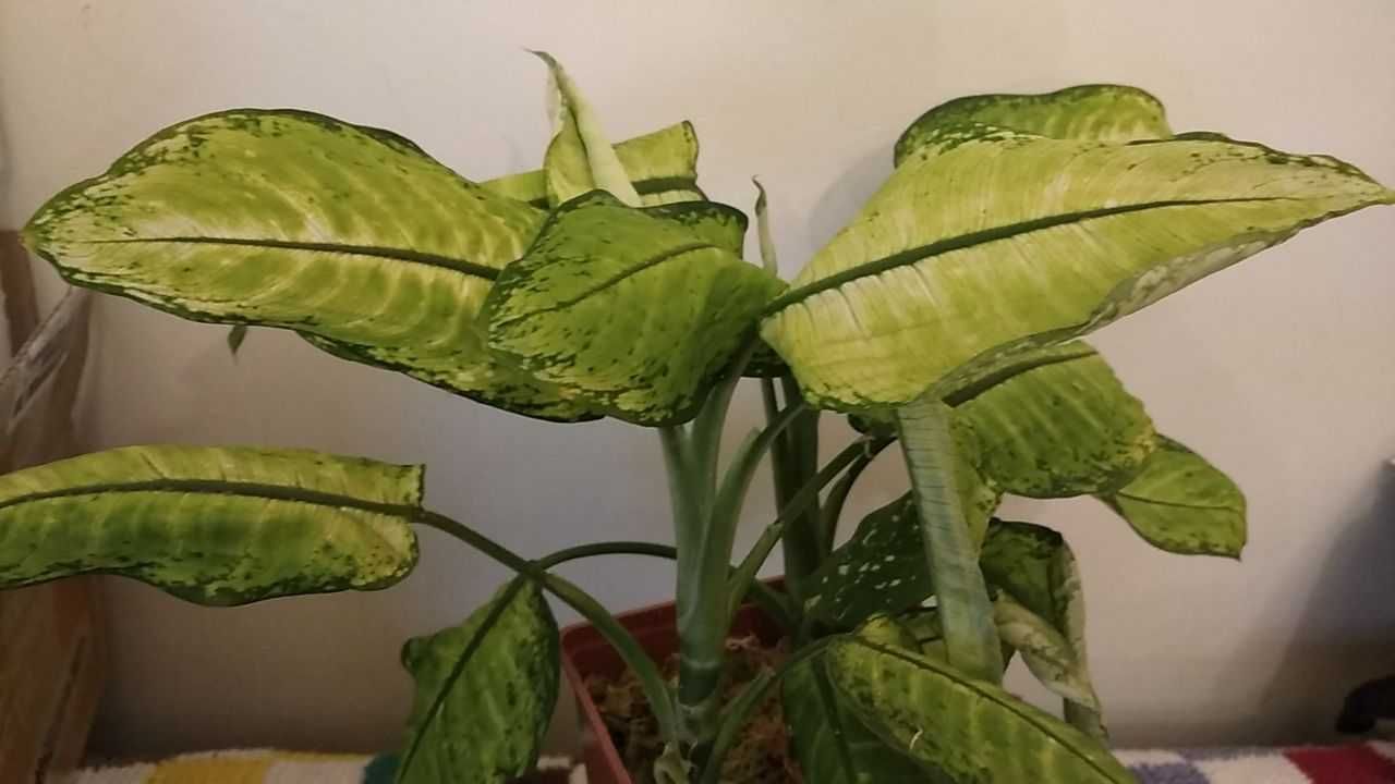 Диффенбахия (лат. Dieffenbachia)