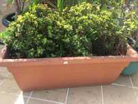 Vaso grande leroy 1 metro com plantas