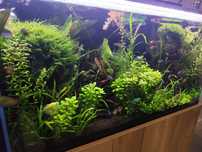 Akwarium 200L optiwhite