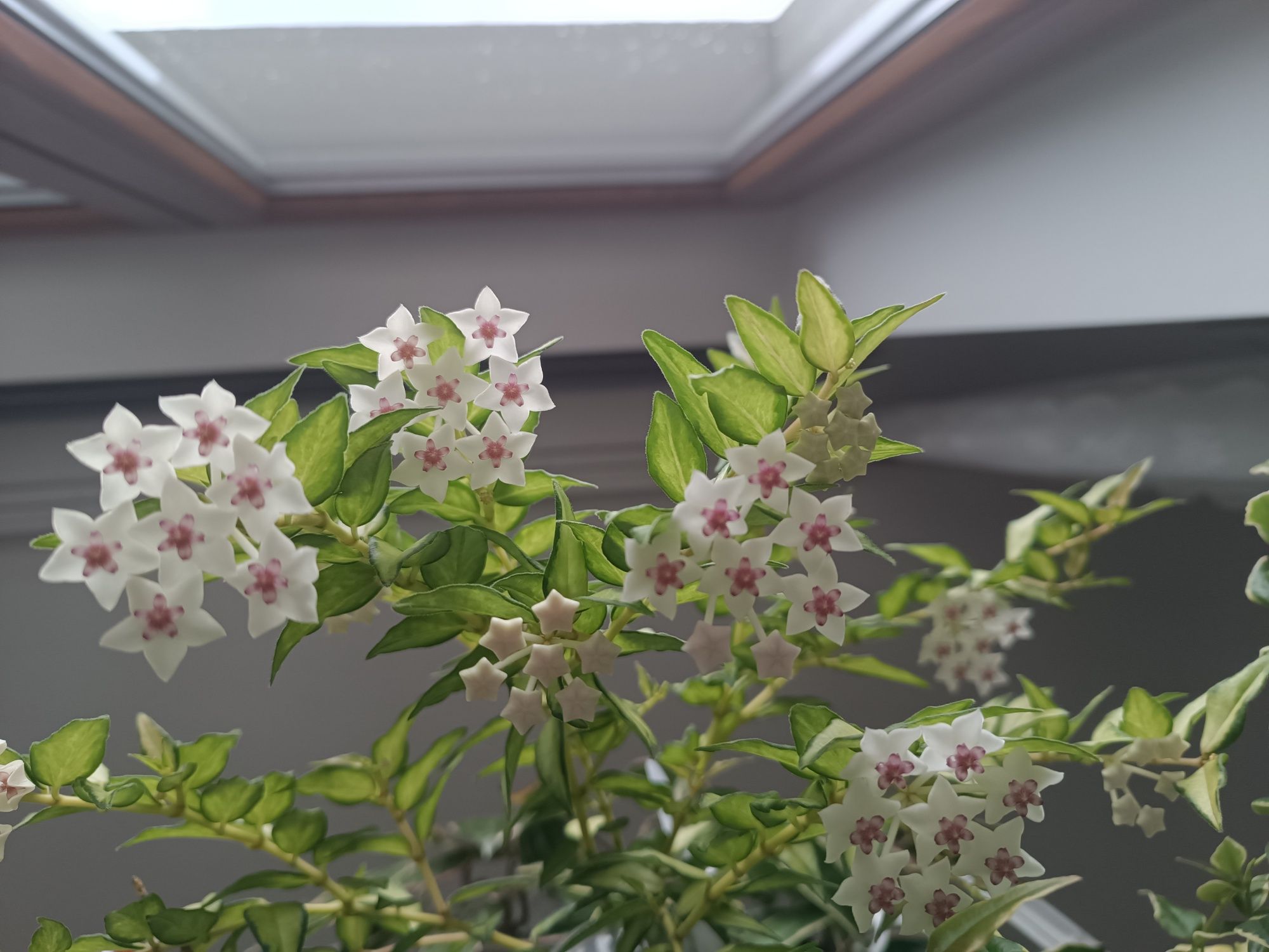 Hoya Bella Luis Bois