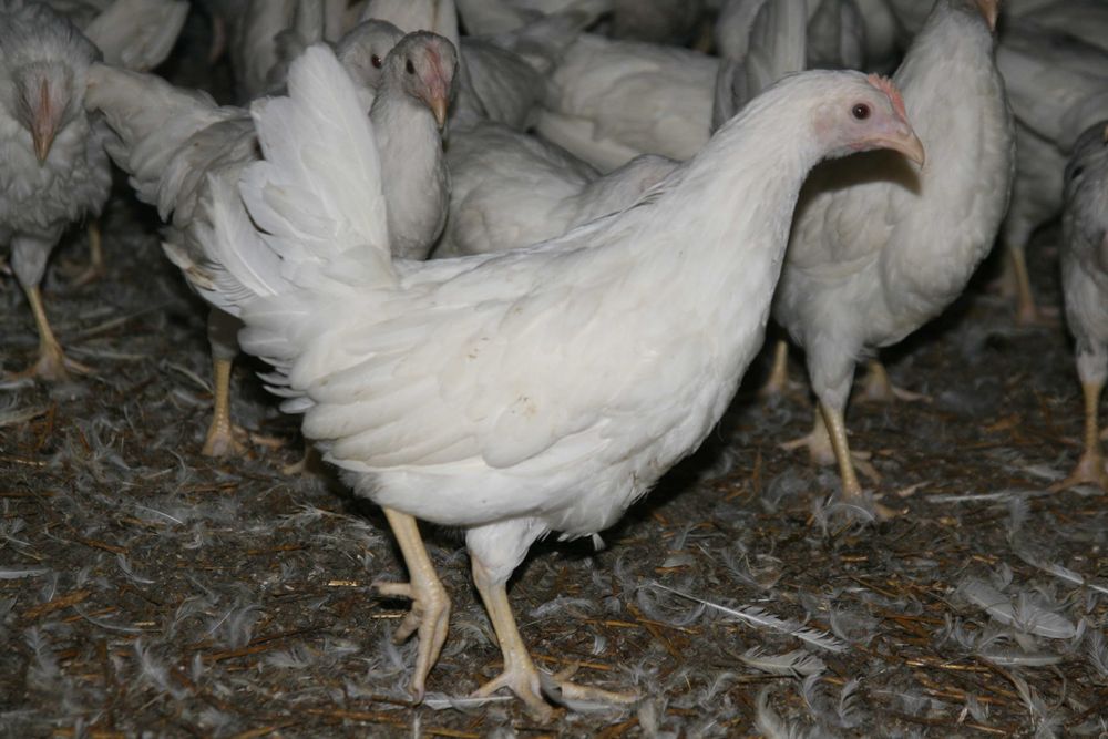 Kury LEGHORN, Nioski Młode