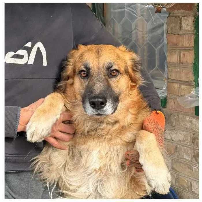 Пес Ральф ищет семью и дом