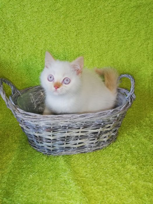 Kot kocięta koty brytyjski Gotowy do odbioru