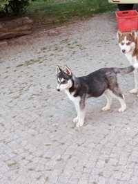 Sprzedam suczkę rasy Syberian husky z rodowodem