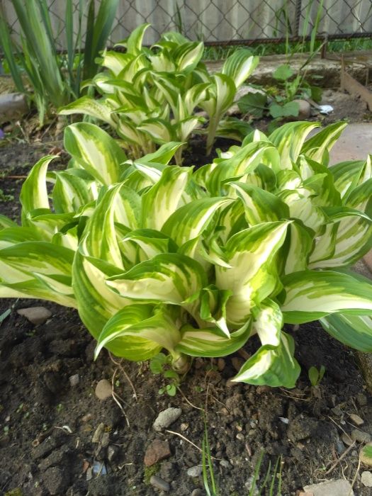 продам хости багаторічні