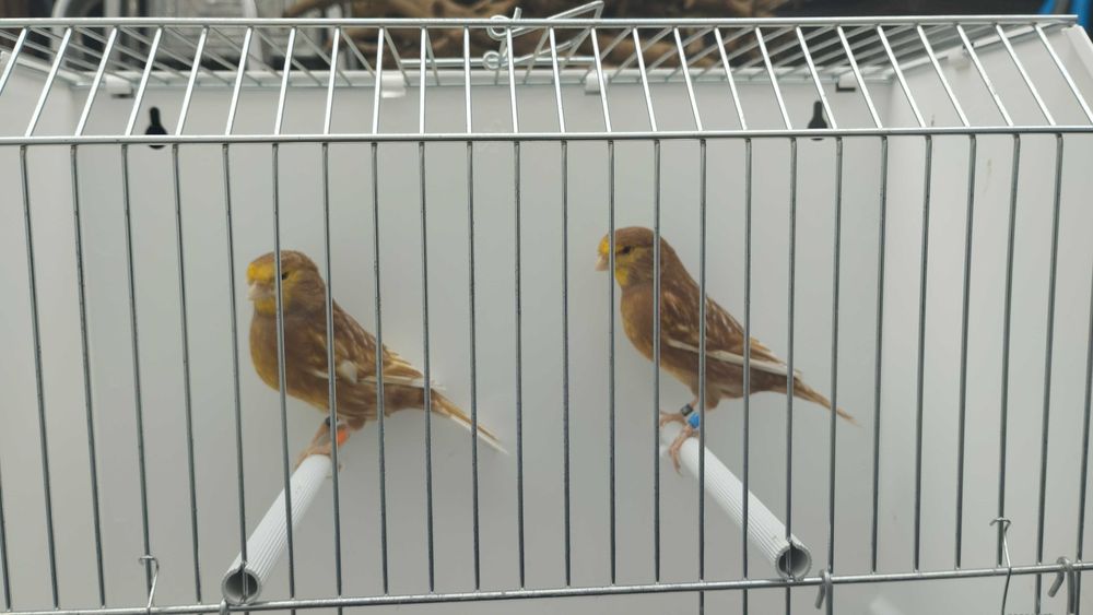 Pheos amarelos mosaico