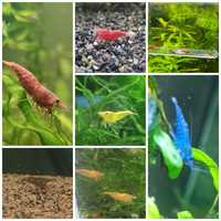 Guppys, Camarões Orange/Red Fire/Yellow/Blue Dream, Caracóis Helena