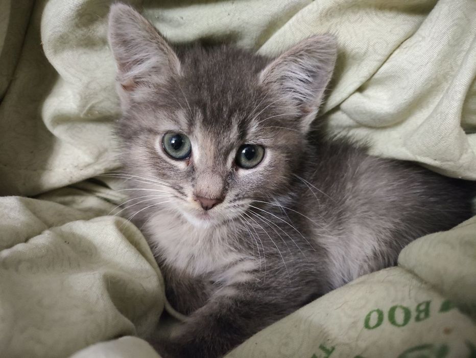 Кошеня шукають родину.