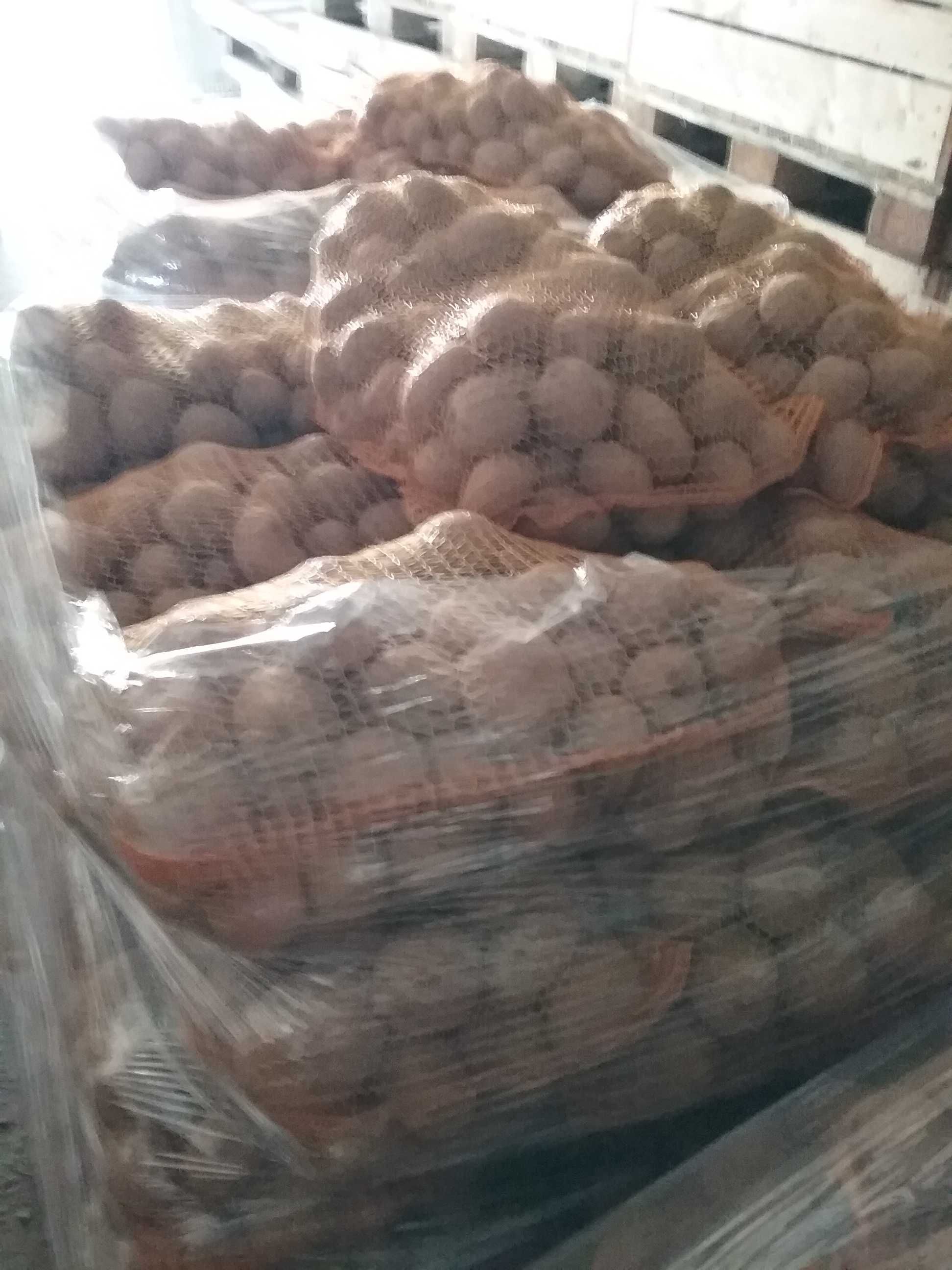 Ziemniaki jadalne  odmiana MAZUR kal.55+