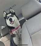 Husky- trzyletnia suczka