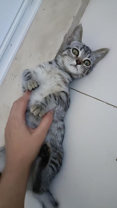 Gatinha bebé super dócil