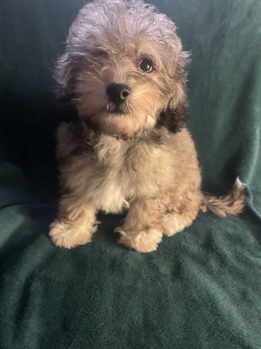 Caniche menino pequeno