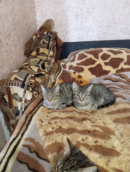 Отдам котиков в добрые и заботливые руки