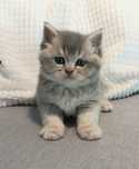 Gatinho British Shorthair Golden Blue