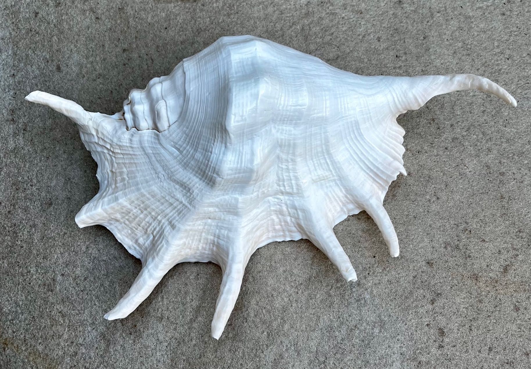 Búzio grande — 40€