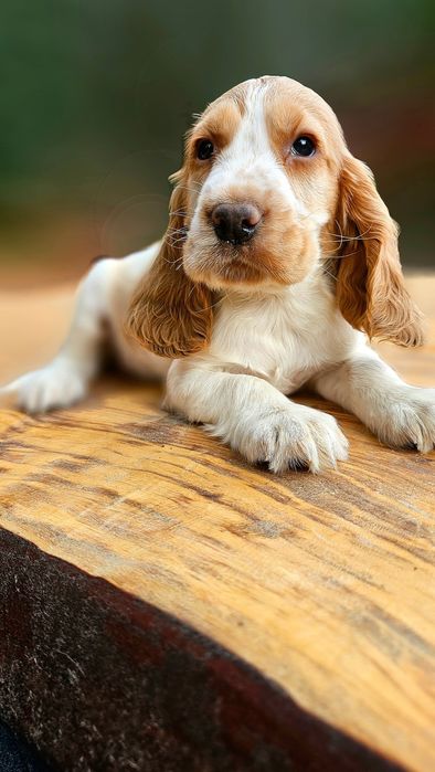 Cocker Spaniel Angielski- cudowny piesek złoty - Biszkoptowy  Rodowód