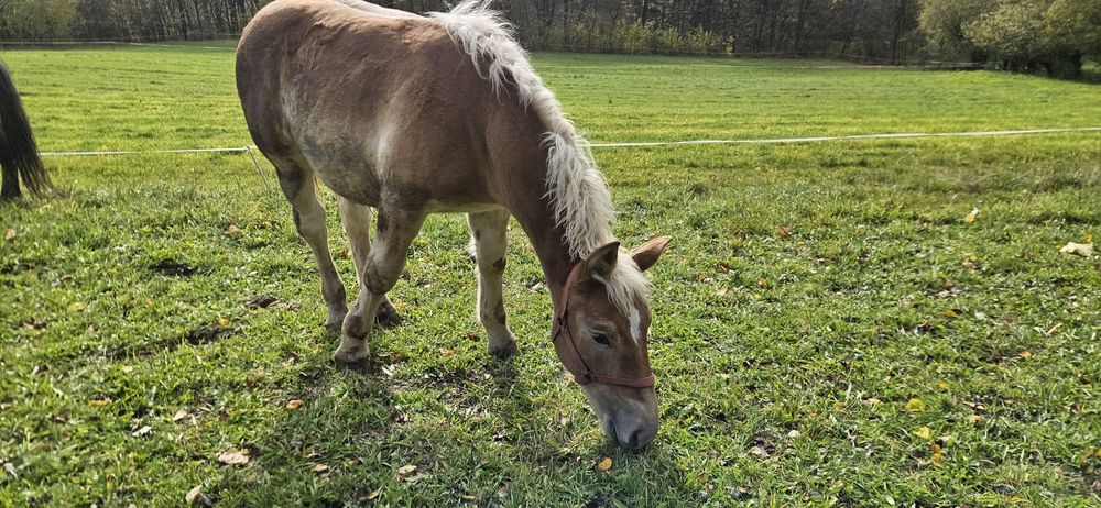 Ogierek Zimnokrwisty