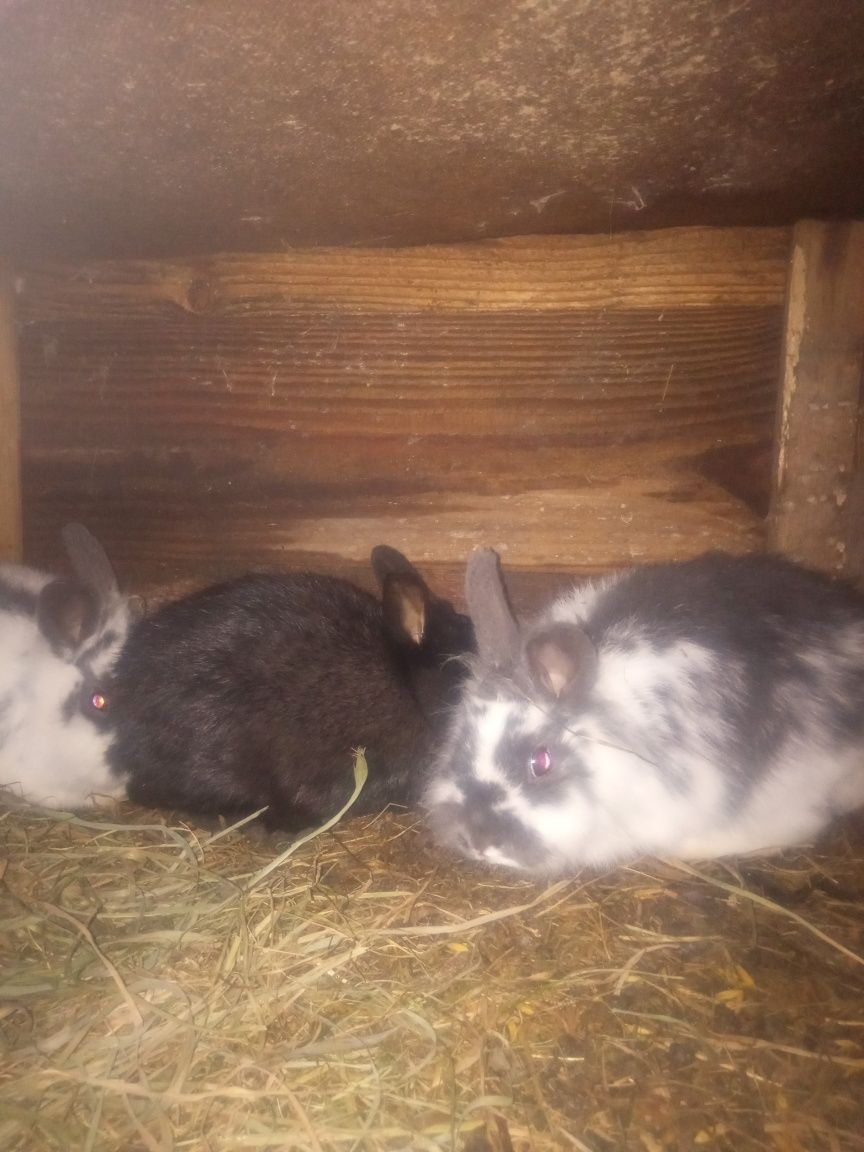 Króliki rasy mieszane i miniaturki