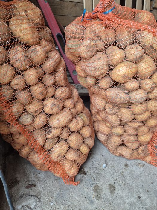 Ziemniaki paszowe odpadowe