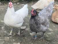 Australorp miniaturowy kogut i 6 kur